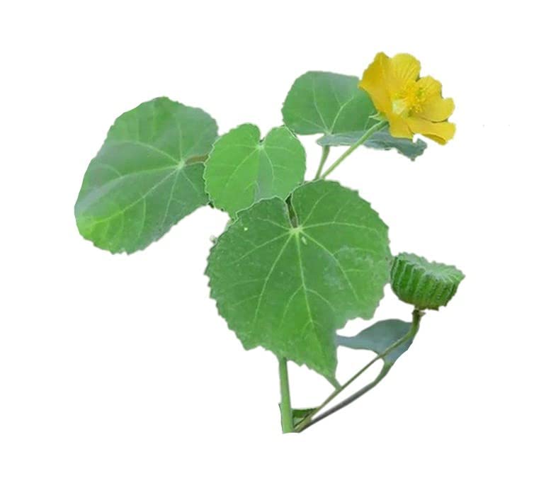 ISTA AYURVEDA Atibala Leaf Powder (Abutilon indicum) Kangi Powder Mallow - 200 g