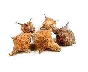 Organicgreen Herb GOKHRU BADA गोखरू बड़ा 100 GMS PEDALIUM Murex/Large CALTROPS RAW