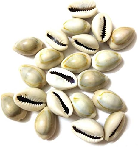 DS Natural Kawdi, Kaudi, Kowdi, Cowrie, Koudi, Kodi Shells Stone Packet - Set of 21 for La