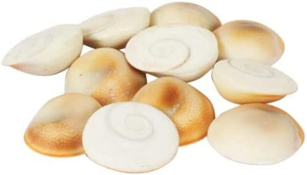 Original Gomati/Gomti Chakra Stone For Puja (White) 21 Piece for Peace and Prosperity, Ene